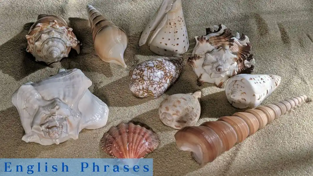 英語で Spiral Shell　- 貝類・巻貝・二枚貝 - TOP